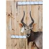 Image 3 : African Nyala Full Body Taxidermy Mount