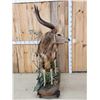Image 4 : African Nyala Full Body Taxidermy Mount