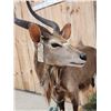 Image 6 : African Nyala Full Body Taxidermy Mount