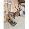 Image 8 : African Nyala Full Body Taxidermy Mount