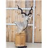 Image 1 : African Kudu Pedestal Taxidermy Mount