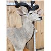 Image 4 : African Kudu Pedestal Taxidermy Mount