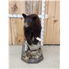 Image 1 : Chocolate Phase Black Bear Full Body Taxidermy Mount
