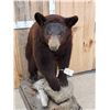 Image 3 : Chocolate Phase Black Bear Full Body Taxidermy Mount