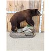 Image 4 : Chocolate Phase Black Bear Full Body Taxidermy Mount