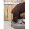 Image 5 : Chocolate Phase Black Bear Full Body Taxidermy Mount