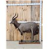 Image 1 : African Nyala Full Body Taxidermy Mount