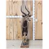 Image 3 : African Nyala Full Body Taxidermy Mount