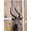 Image 4 : African Nyala Full Body Taxidermy Mount