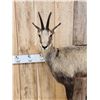 Image 2 : Alpine Chamois Full Body Pedestal Taxidermy Mount