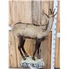 Image 4 : Alpine Chamois Full Body Pedestal Taxidermy Mount