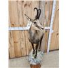 Image 5 : Alpine Chamois Full Body Pedestal Taxidermy Mount