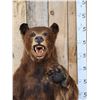 Image 2 : Brown Phase Black Bear Full Body Taxidermy Mount
