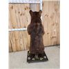 Image 5 : Brown Phase Black Bear Full Body Taxidermy Mount