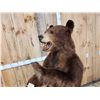 Image 6 : Brown Phase Black Bear Full Body Taxidermy Mount