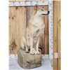 Image 1 : Canadian Wolf Full Body Taxidermy Mount