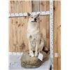 Image 2 : Canadian Wolf Full Body Taxidermy Mount