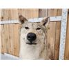 Image 6 : Canadian Wolf Full Body Taxidermy Mount
