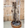 Image 14 : Alaskan Grizzly Bear Full Body Taxidermy Mount