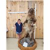 Image 15 : Alaskan Grizzly Bear Full Body Taxidermy Mount
