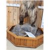 Image 3 : Alaskan Grizzly Bear Full Body Taxidermy Mount