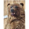 Image 4 : Alaskan Grizzly Bear Full Body Taxidermy Mount