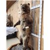 Image 5 : Alaskan Grizzly Bear Full Body Taxidermy Mount