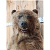 Image 6 : Alaskan Grizzly Bear Full Body Taxidermy Mount