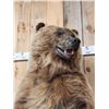 Image 7 : Alaskan Grizzly Bear Full Body Taxidermy Mount