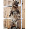 Image 8 : Alaskan Grizzly Bear Full Body Taxidermy Mount