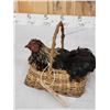 Image 4 : Chicken In A Basket Full Body Bird Taxidermy