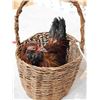 Image 3 : Chicken In A Basket Full Body Bird Taxidermy