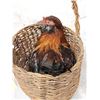 Image 4 : Chicken In A Basket Full Body Bird Taxidermy