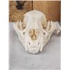 Image 2 : Mountain Lion Cougar Skull Taxidermy