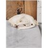 Image 3 : Mountain Lion Cougar Skull Taxidermy