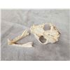 Image 5 : Mountain Lion Cougar Skull Taxidermy