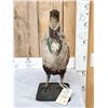 Image 1 : Greater Sage Grouse Rooster Full Body Bird Taxidermy