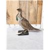 Image 2 : Greater Sage Grouse Rooster Full Body Bird Taxidermy