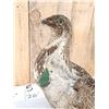 Image 3 : Greater Sage Grouse Rooster Full Body Bird Taxidermy
