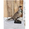 Image 4 : Greater Sage Grouse Rooster Full Body Bird Taxidermy