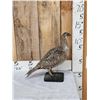 Image 2 : Greater Sage Grouse Hen Full Body Taxidermy Mount