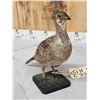 Image 3 : Greater Sage Grouse Hen Full Body Taxidermy Mount