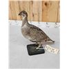 Image 4 : Greater Sage Grouse Hen Full Body Taxidermy Mount