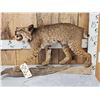 Image 1 : Vintage Bobcat Full Body Taxidermy Mount