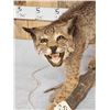 Image 3 : Vintage Bobcat Full Body Taxidermy Mount