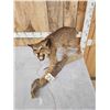 Image 4 : Vintage Bobcat Full Body Taxidermy Mount