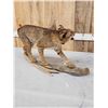 Image 5 : Vintage Bobcat Full Body Taxidermy Mount