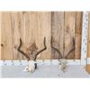 Image 1 : 2 African Impala Skulls Taxidermy