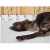 Image 2 : Alaskan Bkack Wolf Full Body Soft Taxidermy Mount