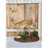 Image 1 : African Steenbok Full Body Taxidermy Mount